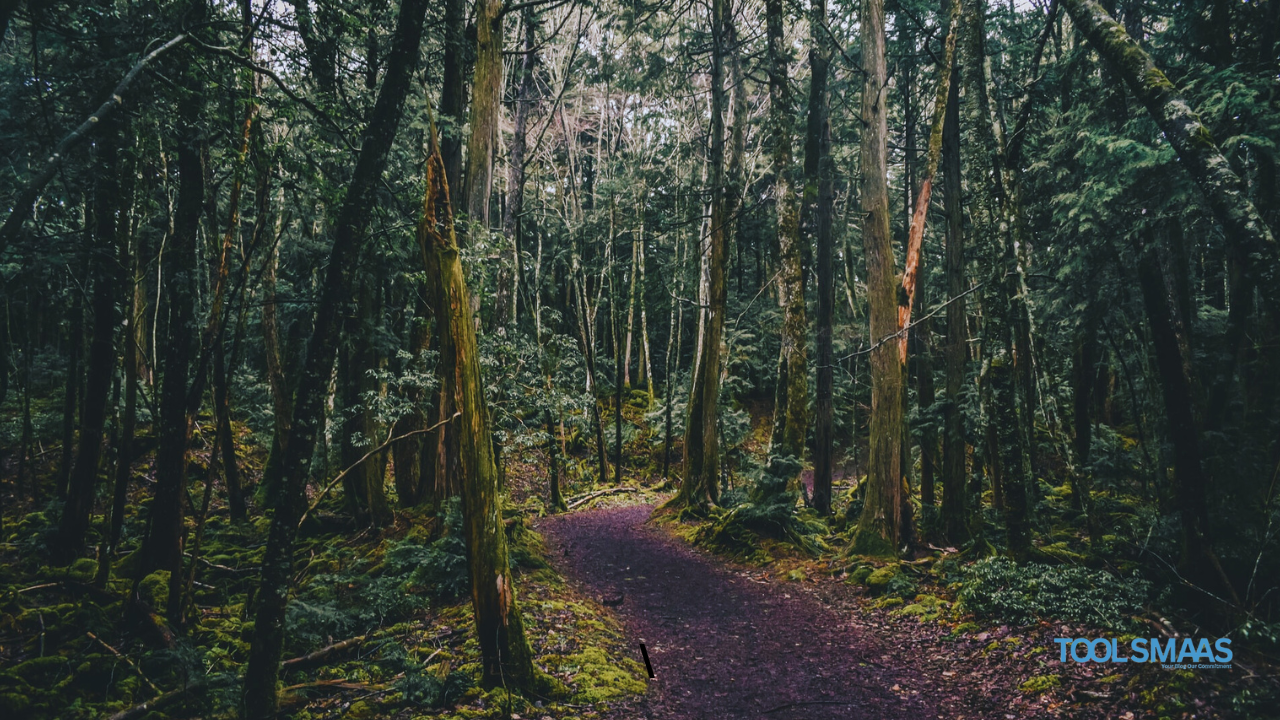 Aokigahara Forest, Japan