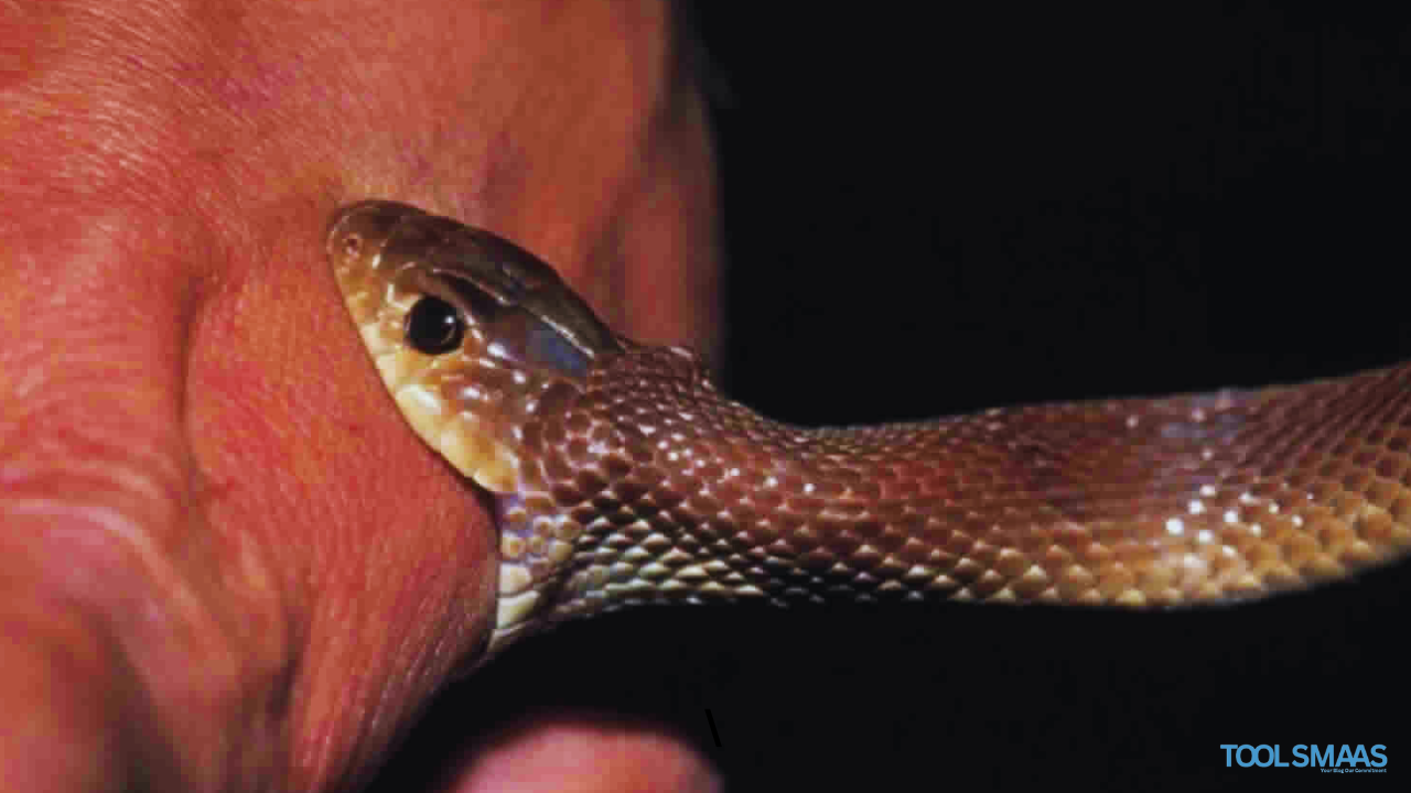 Challenges in Treating Snakebites