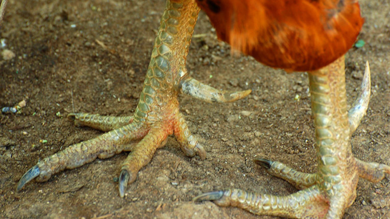 Common Causes of Rooster Spur Injuries