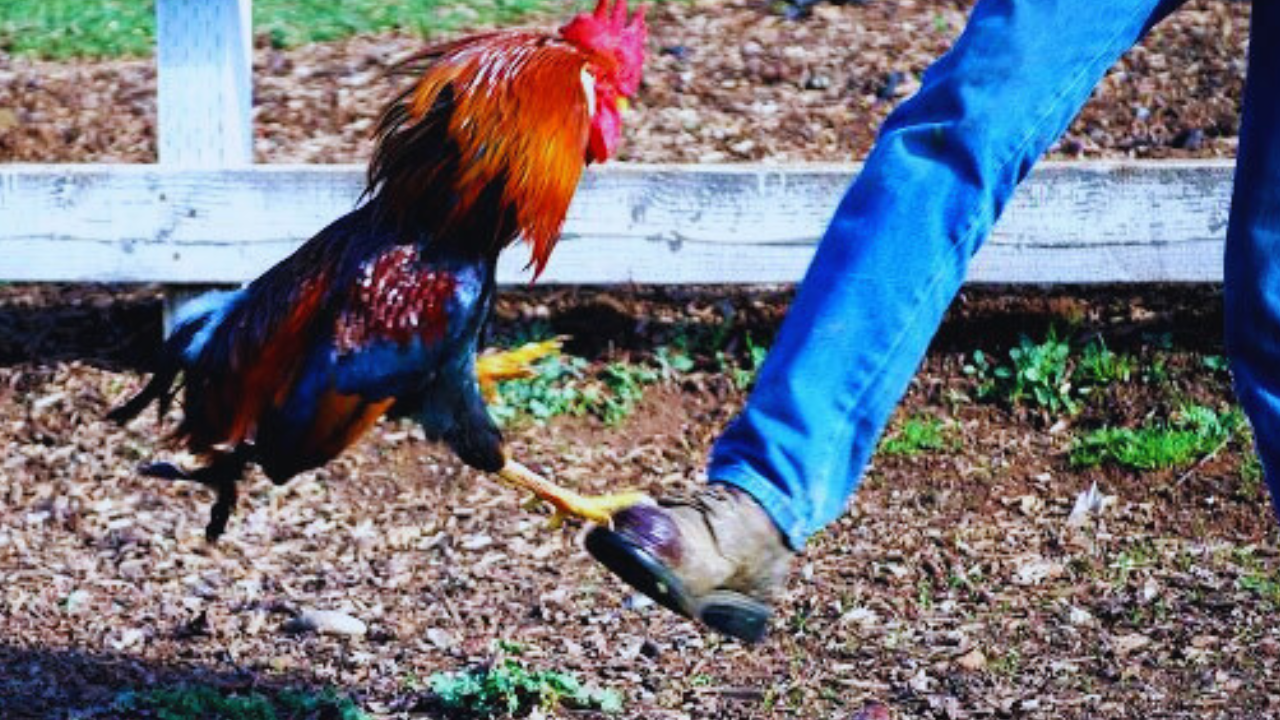 Preventive Measures to Avoid Rooster Spur Injuries