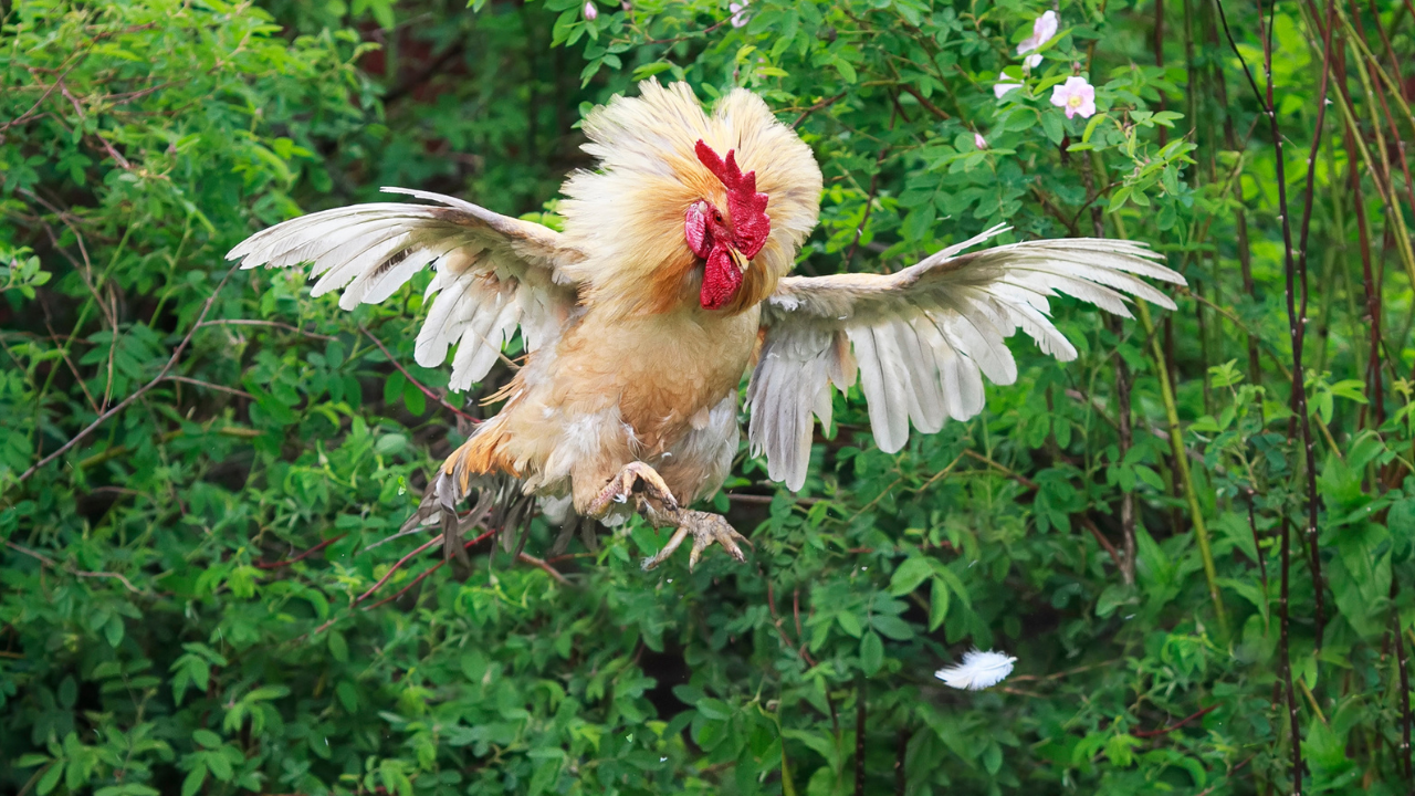 Training Roosters to Reduce Aggression