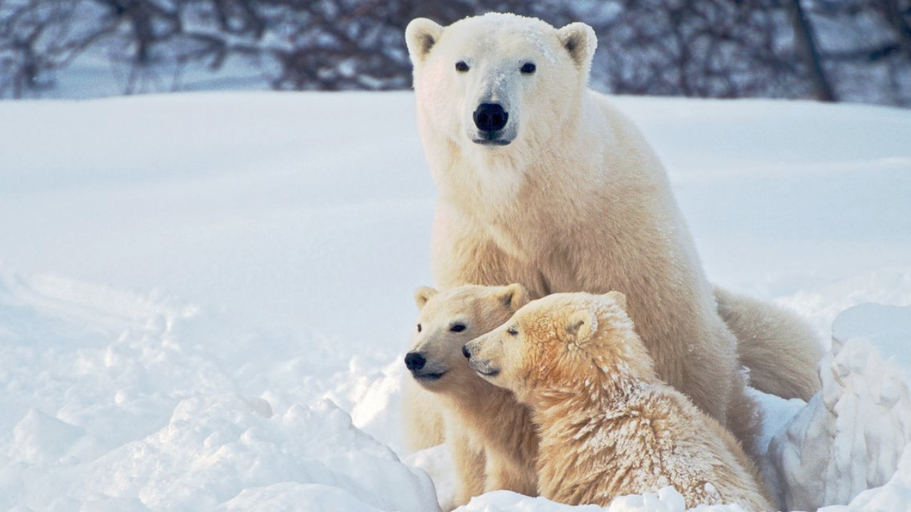 Flora and Fauna Adaptations in Cold Environments